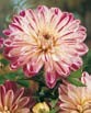 Dahlia  SMOKEY
